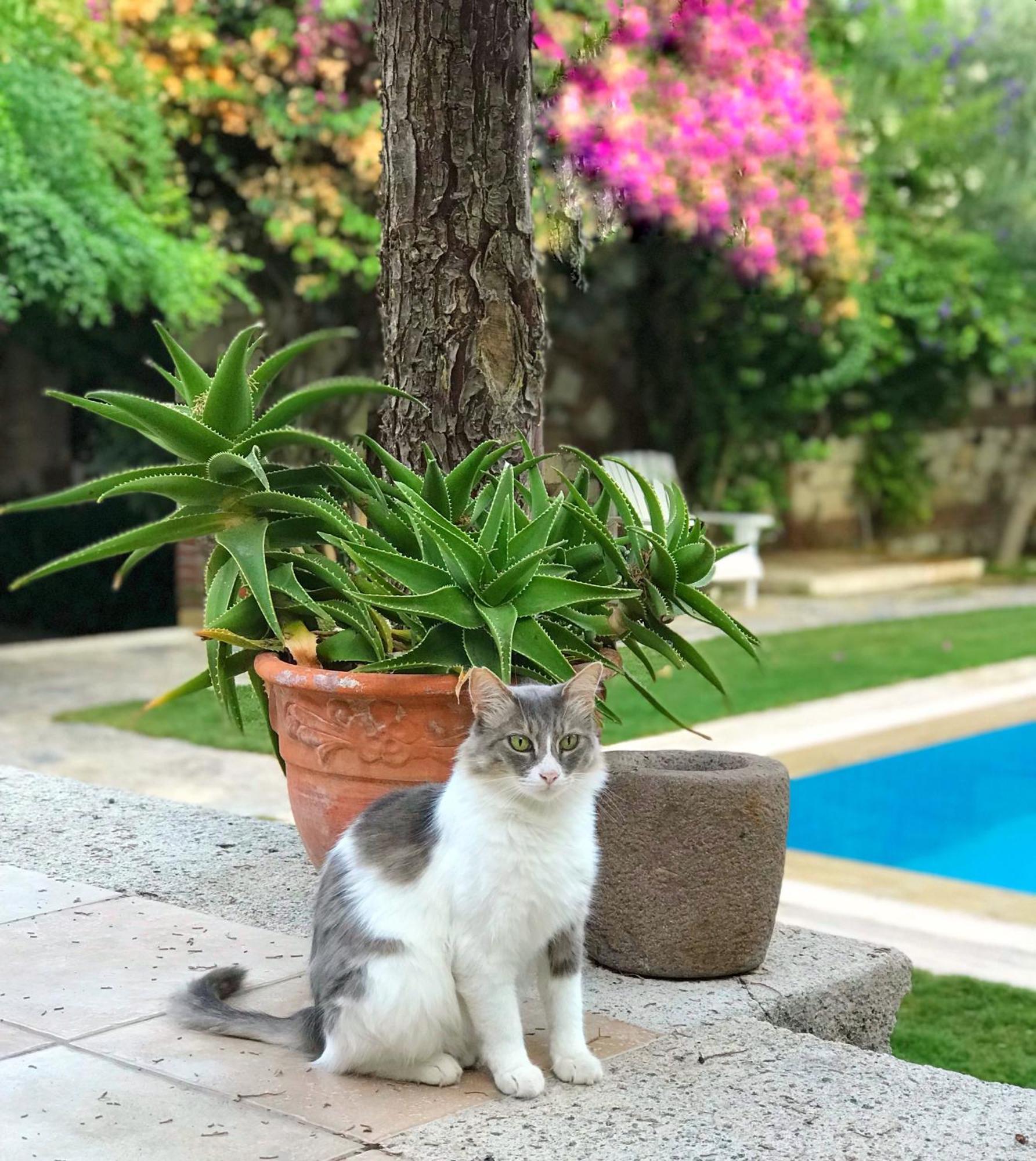Alacati Zeytin Konak Hotel Exterior photo